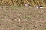 20181012_Blonde Ruiter_Texel